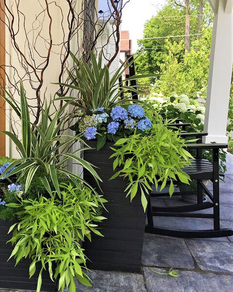 Patio Plantings